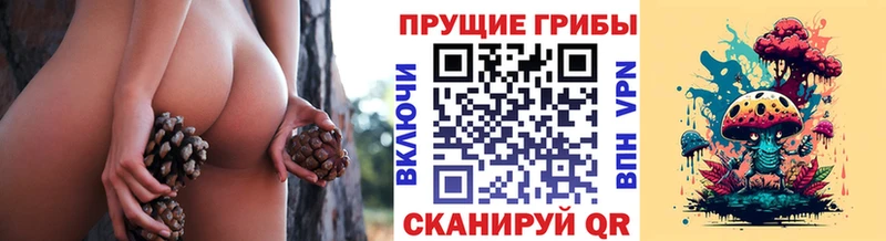 Купить закладки  Каргат  Псилоцибиновые грибы GOLDEN TEACHER 